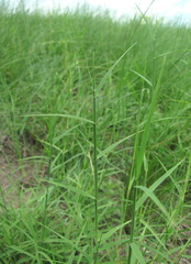 Cleistogenes serotina