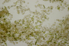 Entyloma eschscholziae