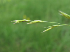 Cleistogenes serotina