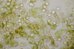 Entyloma eschscholziae