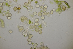 Entyloma eschscholziae