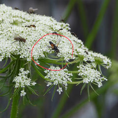 Cylindromyia brassicaria