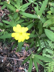 Hibbertia saligna