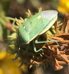 Chlorochroa uhleri