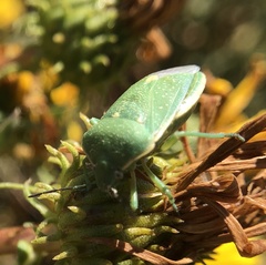 Chlorochroa uhleri