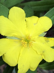Hibbertia saligna