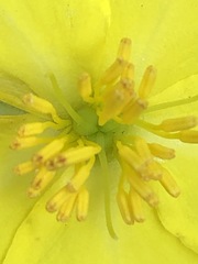 Hibbertia saligna