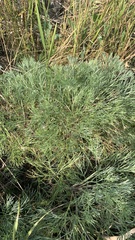 Artemisia abrotanum