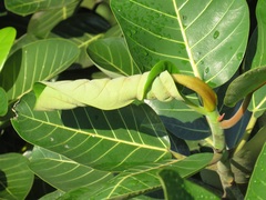 Ficus trichopoda