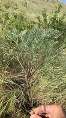 Artemisia abrotanum