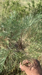 Artemisia abrotanum