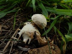 Geastrum fornicatum
