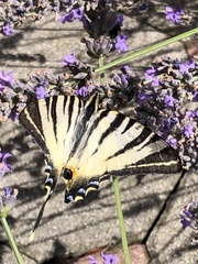 Iphiclides podalirius