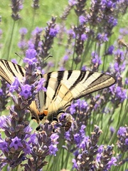 Iphiclides podalirius