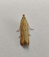 Hypsotropa unipunctella