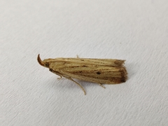 Hypsotropa unipunctella