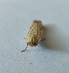 Hypsotropa unipunctella