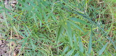 Geitonoplesium cymosum