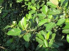Ficus trichopoda
