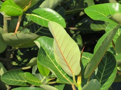 Ficus trichopoda