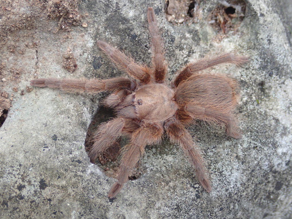 Texas Brown Tarantula from Austin, TX, USA on March 25, 2018 at 0904