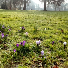 Crocus vernus