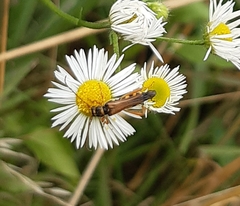 Stenopterus flavicornis