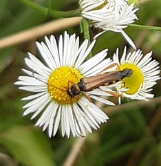 Stenopterus flavicornis