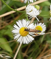 Stenopterus flavicornis