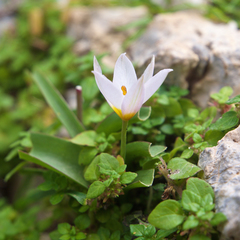 Tulipa cretica