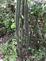 Pilosocereus gaumeri