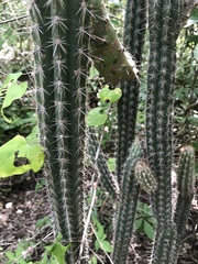 Pilosocereus gaumeri