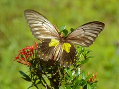 Troides amphrysus