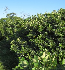 Ficus trichopoda
