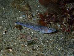 Nesogobius