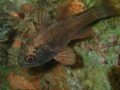 Vincentia conspersa