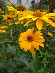 Apis mellifera