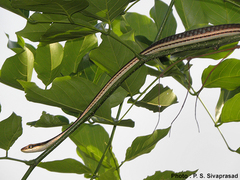 Dendrelaphis pictus