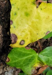 Colletotrichum trichellum