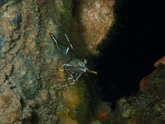 Rhynchocinetes australis