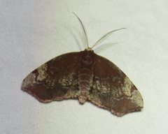 Achrosis