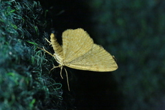 Euchoeca nebulata