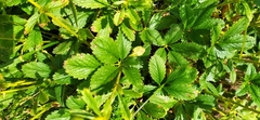 Potentilla umbrosa
