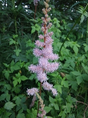 Astilbe chinensis