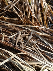 Lissotriton vulgaris meridionalis