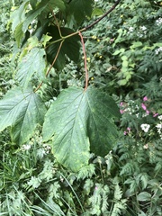 Acer pseudoplatanus