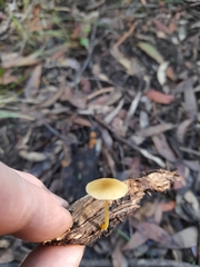 Pluteus hubregtseorum