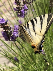 Iphiclides podalirius