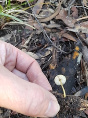 Pluteus hubregtseorum