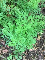 Corydalis ochotensis